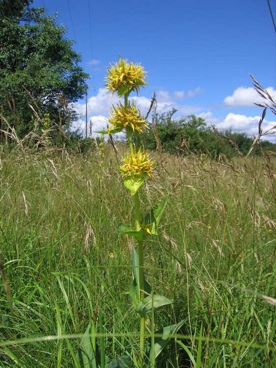 Gentiana lutea